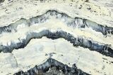 Mammoth Molar Slice With Case - South Carolina #377783-2